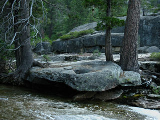 Two trees wedging plate of rock, Tahoe to Yosemite Trail, Summit City Creek